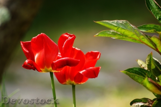 Devostock Tulips Red Flowers Flowers