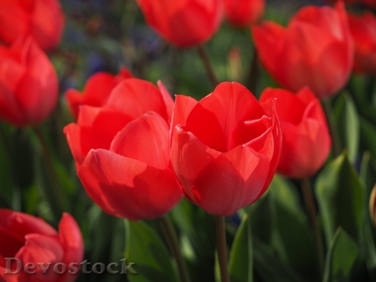 Devostock Tulips Red Flowers Spring 0