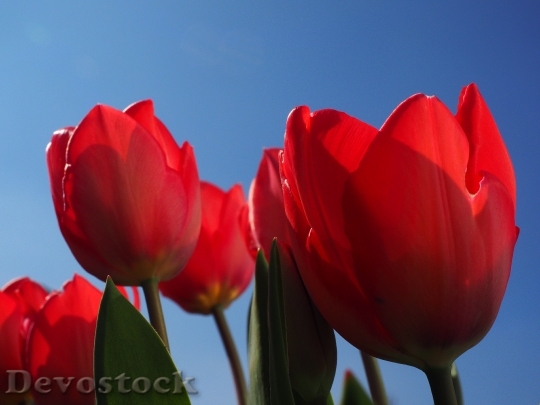 Devostock Tulips Red Flowers Spring 2
