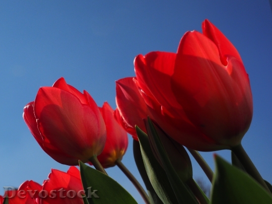 Devostock Tulips Red Flowers Spring 3