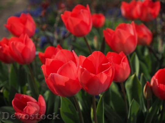 Devostock Tulips Red Flowers Spring 4