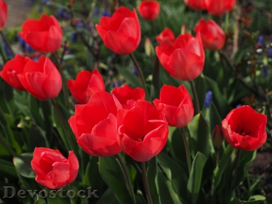 Devostock Tulips Red Flowers Spring 5