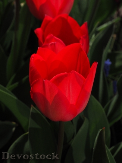 Devostock Tulips Red Flowers Spring 6