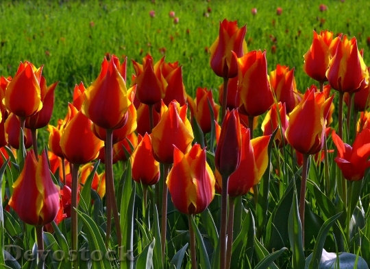 Devostock Tulips Red Green Flowers