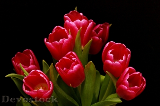 Devostock Tulips Red Pink Lily 0