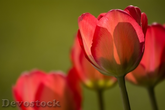 Devostock Tulips Red Red Tulips 0