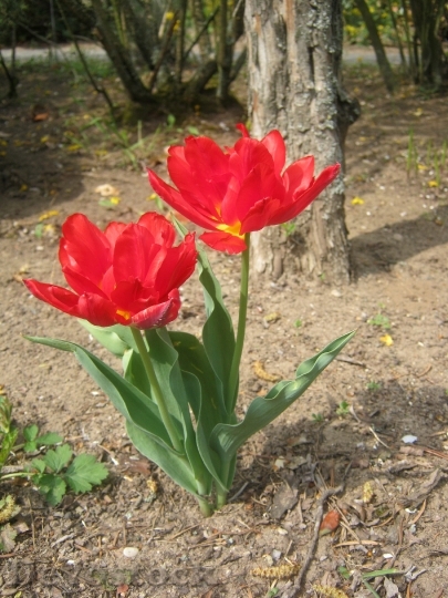 Devostock Tulips Red Spring Bloom 0