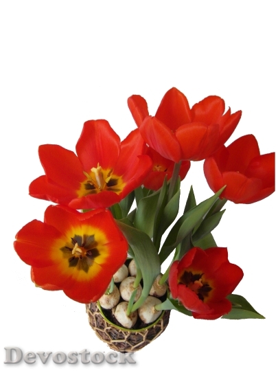 Devostock Tulips Red Spring Bloom 1