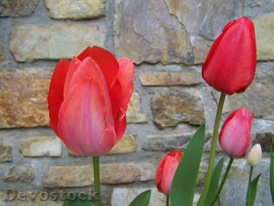 Devostock Tulips Red Spring Flower