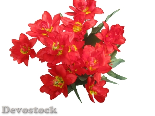 Devostock Tulips Red Spring Flowers B 1