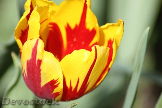 Devostock Tulips Red Yellow Tulips