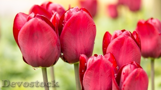 Devostock Tulips Spring Beads 753147
