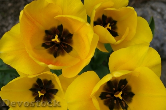 Devostock Tulips Spring Bloom Yellow