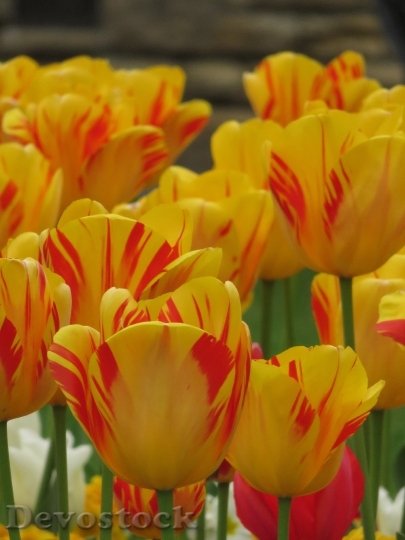 Devostock Tulips Spring Flower Colorful