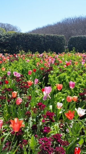 Devostock Tulips Spring Flower Nature 0