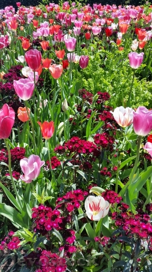Devostock Tulips Spring Flower Nature