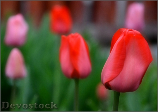 Devostock Tulips Spring Flowers 738341