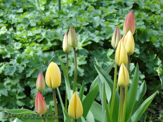 Devostock Tulips Spring Garden Flower