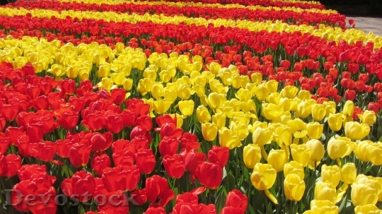 Devostock Tulips Spring Keukenhof Holland