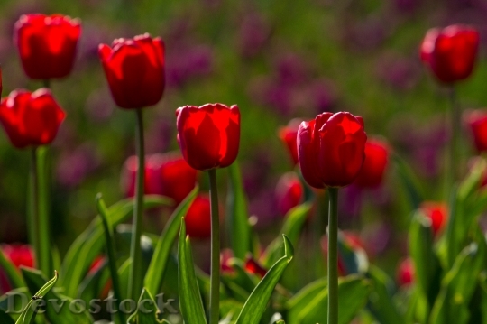 Devostock Tulips Spring Light Colorful 1
