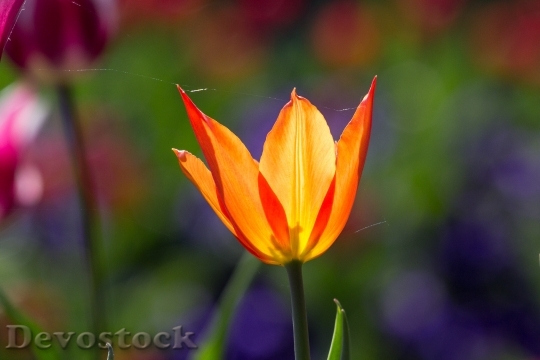 Devostock Tulips Spring Light Colorful 3