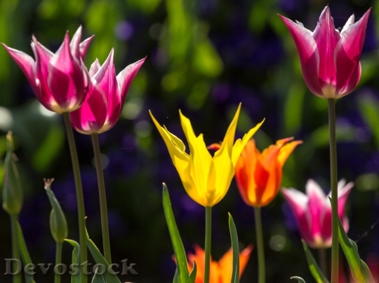 Devostock Tulips Spring Light Colorful 4