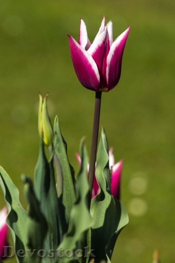 Devostock Tulips Spring Light Colorful 8