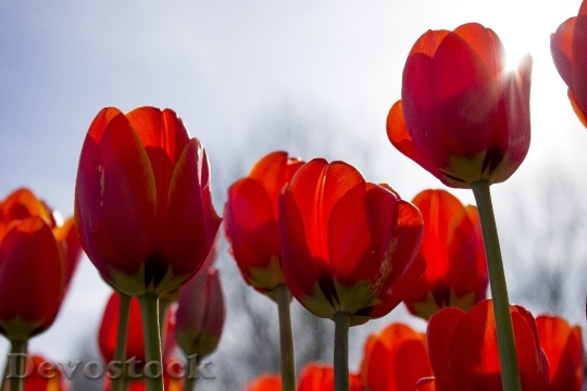 Devostock Tulips Spring Netherlands 733058