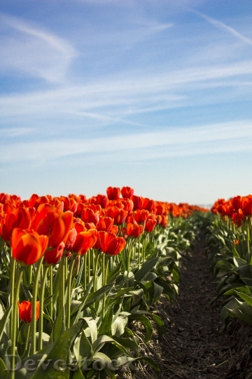 Devostock Tulips Spring Netherlands 733201