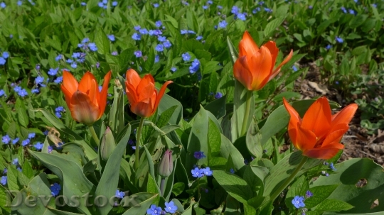 Devostock Tulips Spring Red Green