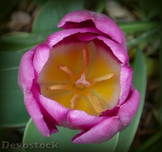 Devostock Tulips Spring Spring Flowers 0