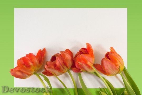 Devostock Tulips Spring Text Box 0