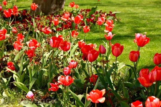 Devostock Tulips Springtime Flower Bloom