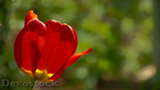 Devostock Tulips Sunny Day Sheet 0