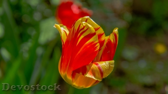 Devostock Tulips Sunny Day Sheet