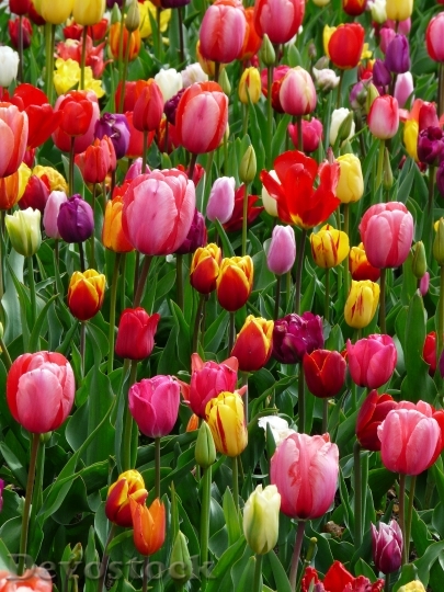 Devostock Tulips Tulip Bed Colorful 1