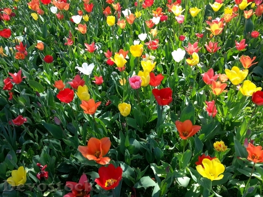 Devostock Tulips Tulip Bed Colorful