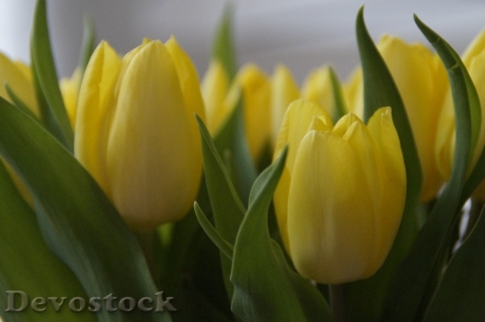 Devostock Tulips Tulip Bouquet Bouquet 0