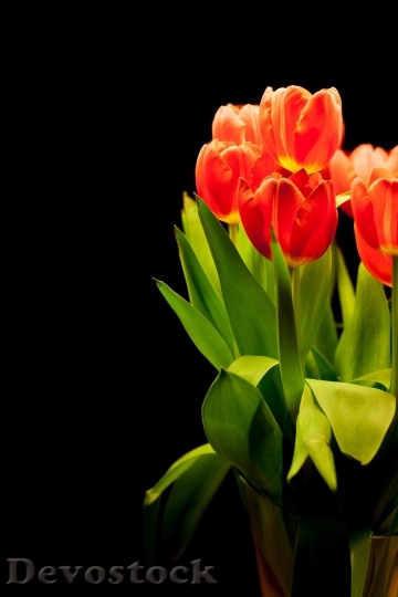 Devostock Tulips Tulip Bouquet Flowers 0