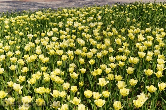 Devostock Tulips Tulip Field Yellow