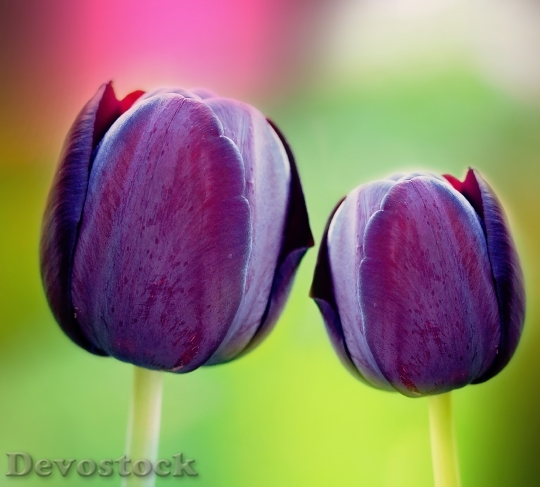 Devostock Tulips Violet Purple Beautiful