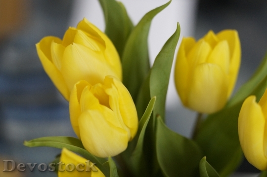 Devostock Tulips Yellow Flower Blossom