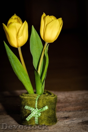 Devostock Tulips Yellow Flower Schnittblume