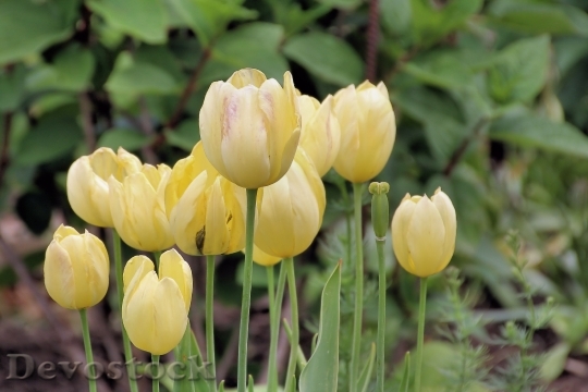 Devostock Tulips Yellow Flowers Spring 3