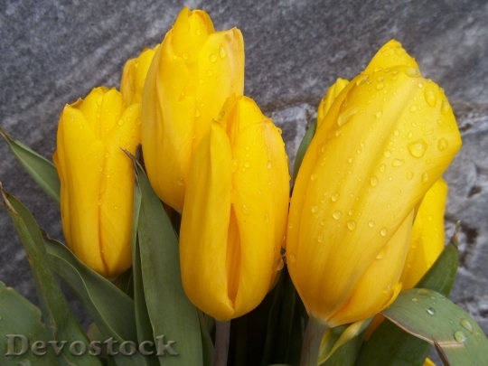 Devostock Tulips Yellow Flowers Spring