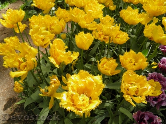 Devostock Tulips Yellow Garden Tulip