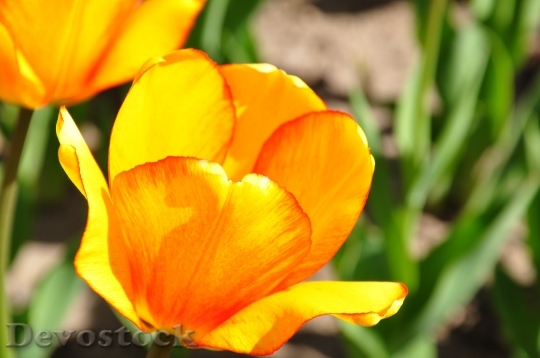 Devostock Tulips Yellow Orange Flower