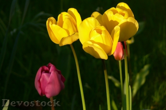 Devostock Tulips Yellow Spring Flowers