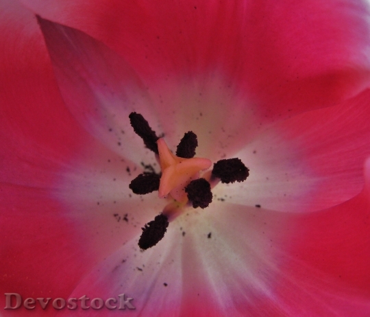 Devostock Tulpenbluete Stamp Pollen Tulip