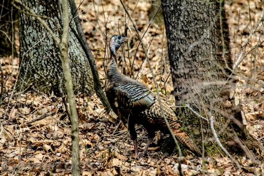 Devostock Turkey Bird Wilderness Forest